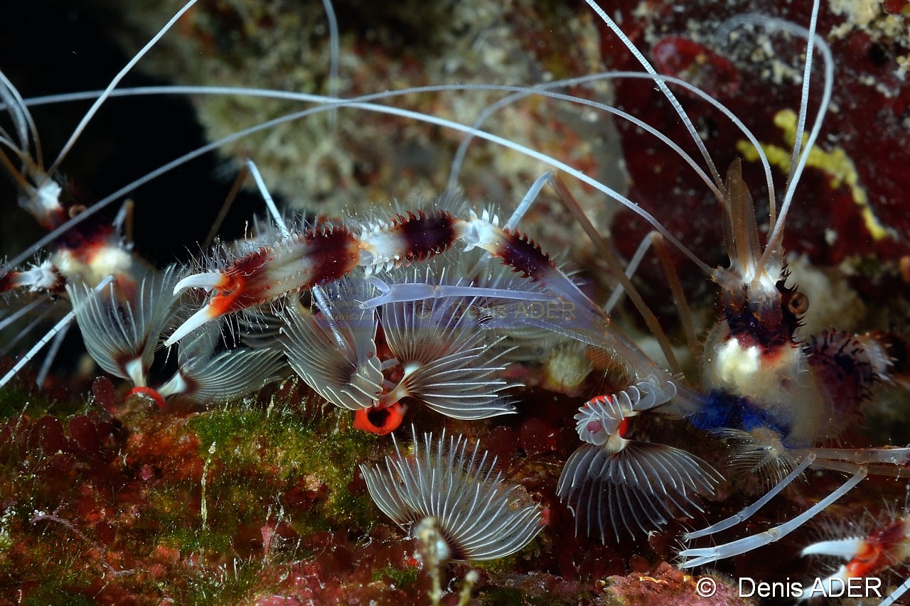 Genre-espece-Stenopus-hispidus Crevette nettoyeuse Bonaire Tolo-23m-20180222-Denis-ADER-C_7514-1_tn.jpg